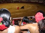 Bullfight-073